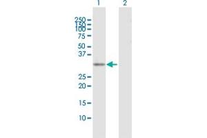 Western Blot analysis of EXOSC3 expression in transfected 293T cell line by EXOSC3 MaxPab polyclonal antibody.