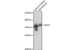 Western blot analysis of extracts of various cell lines, using MIOX Rabbit pAb (ABIN7268729) at 1:1000 dilution. (MIOX anticorps  (AA 1-285))