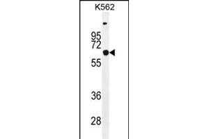 SLC16A8 Antibody (C-term) (ABIN655598 and ABIN2845083) western blot analysis in K562 cell line lysates (35 μg/lane). (MCT3 anticorps  (C-Term))