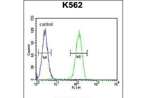 Flow cytometric analysis of K562 cells (right histogram) compared to a negative control cell (left histogram). (LARS2 anticorps  (AA 418-446))