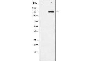 Western blot analysis of EGFR phosphorylation expression in serum treated HepG2 whole cell lysates,The lane on the left is treated with the antigen-specific peptide. (EGFR anticorps  (pSer1071))