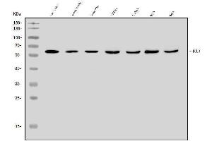 Western blot analysis of BCL3 using anti-BCL3 antibody (ABIN7599792).