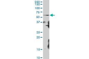 KIAA0409 MaxPab polyclonal antibody.