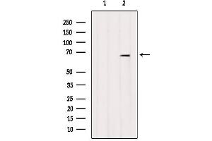 Western blot analysis of extracts from Mouse lung, using ARSJ Antibody. (ARSJ anticorps  (Internal Region))