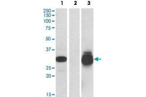 HEK293 lysate (10 ug protein in RIPA buffer) overexpressing human PPPDE1 with C-terminal MYC tag probed with PPPDE1 polyclonal antibody  (0. (PPPDE1 anticorps  (Internal Region))