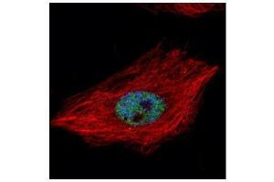 ICC/IF Image Confocal immunofluorescence analysis (Olympus FV10i) of paraformaldehyde-fixed HeLa, using TARDBP, antibody (Green) at 1:500 dilution. (TARDBP anticorps)