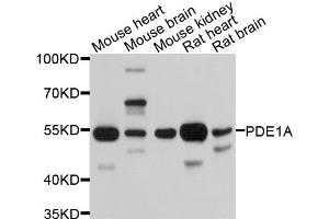Western blot analysis of extracts of various cell lines, using PDE1A antibody. (PDE1A anticorps)