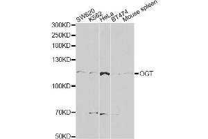 Western blot analysis of extracts of various cell lines, using OGT antibody (ABIN5998410) at 1/1000 dilution. (OGT anticorps)