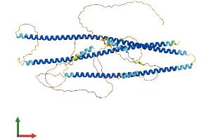 AlphaFold protein structure predicition of Mouse Recombinant Shtn1 Protein, UniprotID Q8K2Q9