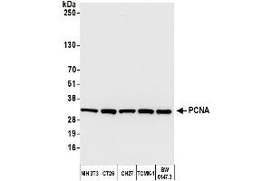 Western Blotting (WB) image for anti-Proliferating Cell Nuclear Antigen (PCNA) (C-Term) antibody (ABIN7455223)