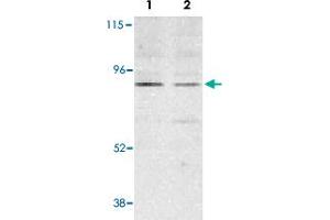 Western blot analysis of BMF expression in human HepG2 (lane 1) and 293 (lane 2) cell lysates with BMF polyclonal antibody  at 2 ug /mL . (BMF anticorps  (N-Term))
