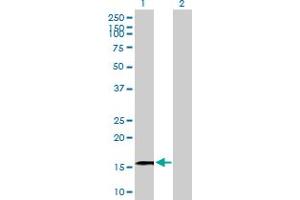 Western Blot analysis of GRIN2C expression in transfected 293T cell line by GRIN2C MaxPab polyclonal antibody. (GRIN2C anticorps  (AA 1-171))