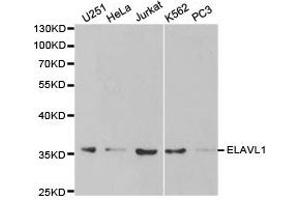 Western Blotting (WB) image for anti-ELAV (Embryonic Lethal, Abnormal Vision, Drosophila)-Like 1 (Hu Antigen R) (ELAVL1) antibody (ABIN1872512) (ELAVL1 anticorps)