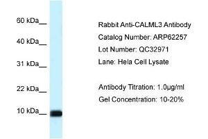 Western Blotting (WB) image for anti-Calmodulin Like Protein 3 (CALML3) (Middle Region) antibody (ABIN2789084) (CALML3 anticorps  (Middle Region))