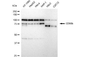 Western blotting analysis using CD66b antibody (ABIN7797877).