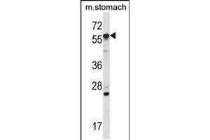 Western blot analysis in mouse stomach tissue lysates (35ug/lane).