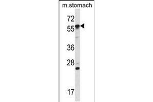 Western blot analysis in mouse stomach tissue lysates (35ug/lane). (OXSR1 anticorps  (N-Term))