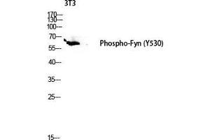 Western Blot (WB) analysis of 3T3 lysis using Phospho-Fyn (Y530) antibody. (FYN anticorps  (pTyr530))