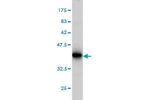 Western Blot detection against Immunogen (36.