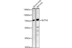 Western blot analysis of extracts of various cell lines, using SLC7 antibody (ABIN7270481) at 1:1000 dilution. (SLC7A2 anticorps  (C-Term))