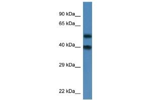 WB Suggested Anti-Nup37 Antibody   Titration: 1. (NUP37 anticorps  (N-Term))