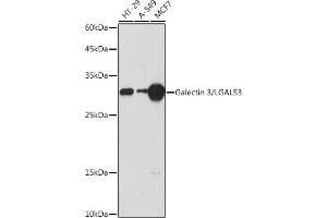 Western blot analysis of extracts of various cell lines, using Galectin 3/Galectin 3/LG antibody (ABIN7267338) at 1:1000 dilution.