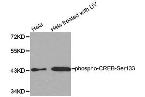 Western blot analysis of extracts from HeLa cells untreated or treated with UV, using Phospho-CREB1-S133 antibody (ABIN2987962). (CREB1 anticorps  (pSer133))