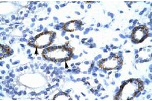 Immunohistochemical staining (Formalin-fixed paraffin-embedded sections) of human kidney with GTF2F2 polyclonal antibody  at 4-8 ug/mL working concentration. (GTF2F2 anticorps  (C-Term))