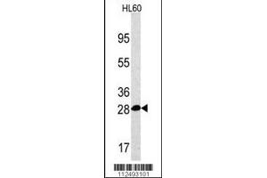 Western blot analysis of PSMA5 Antibody in HL60 cell line lysates (35ug/lane).