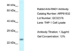 Western Blotting (WB) image for anti-rho Family GTPase 1 (RND1) (C-Term) antibody (ABIN2788855) (RND1 anticorps  (C-Term))