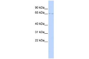 WB Suggested Anti-LMNB1 Antibody Titration:  0.