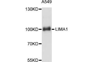 Western blot analysis of extracts of A-549 cells, using LIMA1 antibody (ABIN5998140) at 1:3000 dilution. (LIMA1 anticorps)