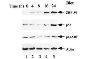 Serum starvation induces ZBP-89 and p53 expression.