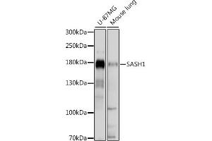 Western blot analysis of extracts of various cell lines, using S antibody (ABIN7270141) at 1:1000 dilution. (SASH1 anticorps  (AA 1-300))