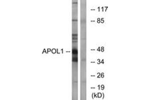 Western blot analysis of extracts from A549 cells, using APOL1 Antibody. (APOL1 anticorps  (AA 261-310))