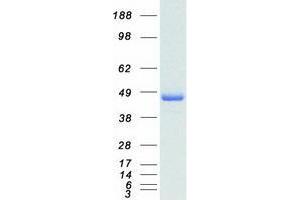Validation with Western Blot
