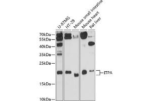 Western blot analysis of extracts of various cell lines, using ITPA antibody (ABIN3021764, ABIN3021765, ABIN1513112 and ABIN6215809) at 1:3000 dilution. (ITPA anticorps  (AA 1-194))