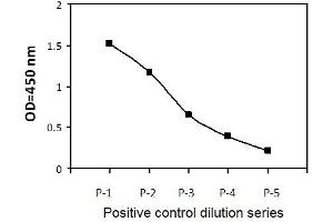 K562 cells were treated with Pervanadate (PV).