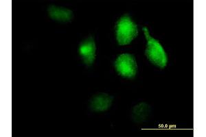 Immunofluorescence of purified MaxPab antibody to LRP1 on HeLa cell. (LRP1 anticorps  (AA 1-292))