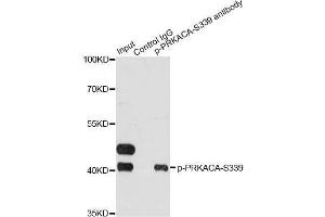Immunoprecipitation analysis of 200 μg extracts of HeLa cells treated by EGF using 2. (PRKACA anticorps  (pSer339))