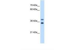 Image no. 2 for anti-Glycerophosphodiester Phosphodiesterase 1 (GDE1) (AA 42-91) antibody (ABIN6738331) (GDE1 anticorps  (AA 42-91))