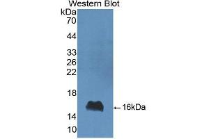 Figure. (LALBA anticorps  (AA 20-142))
