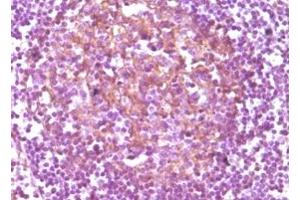 Immunohistochemistry (IHC) image for anti-CD14 (CD14) antibody (ABIN2464028) (CD14 anticorps)