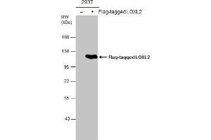 WB Image Non-transfected (–) and transfected (+) 293T whole cell extracts (30 μg) were separated by 7. (LOXL2 anticorps)