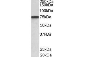 ABIN6391391 (1µg/ml) staining of A431 lysate (35µg protein in RIPA buffer). (Granulin anticorps  (AA 248-259))