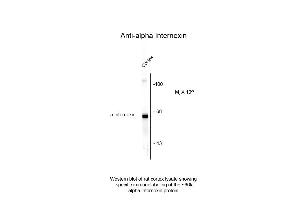 Western Blot of Anti-Alpha Internexin (chicken) Antibody - 200-901-D04 Western Blot of Anti-Alpha Internexin (chicken) Antibody. (INA anticorps)