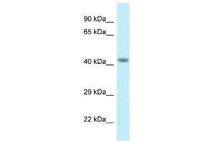 Western Blot showing Cacng8 antibody used at a concentration of 1. (CACNG8 anticorps  (Middle Region))