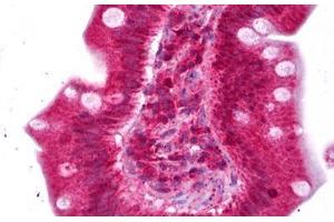 Anti-ENPP2 / Autotaxin antibody IHC staining of human small intestine. (ENPP2 anticorps)