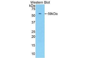 Western Blotting (WB) image for anti-Interferon Regulatory Factor 1 (IRF1) (AA 44-319) antibody (ABIN3206427) (IRF1 anticorps  (AA 44-319))