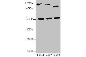 Western blot All lanes: NFIL3antibody at 2. (NFIL3 anticorps  (AA 133-462))